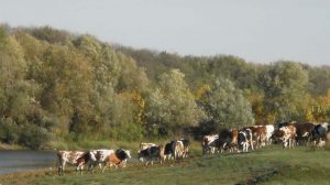 betamark